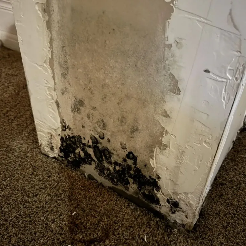 Professional Mold Removal in Greenfield, OH